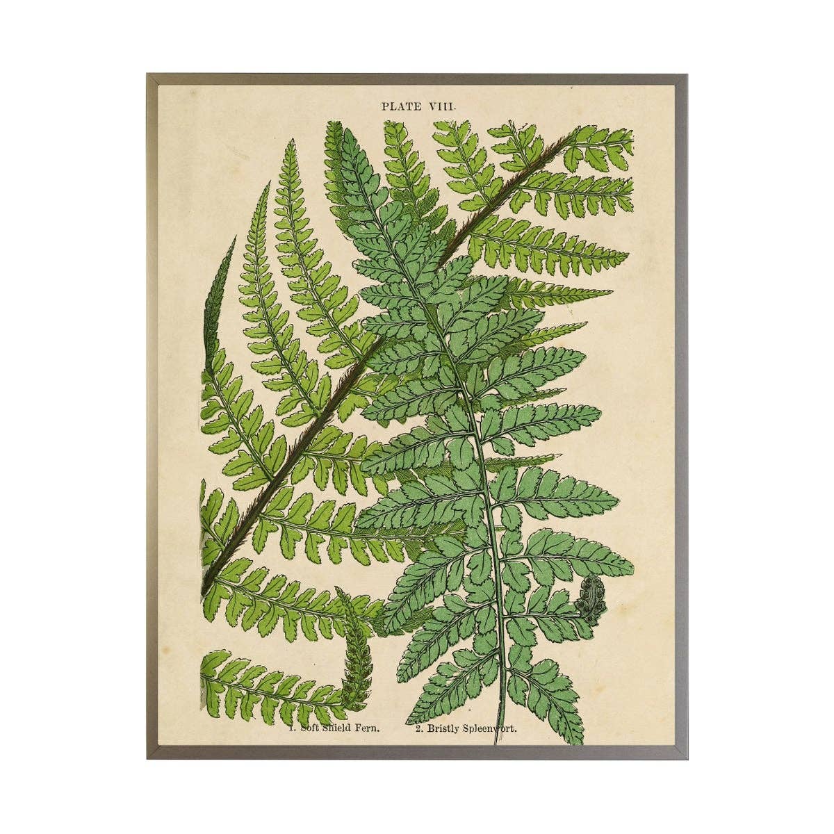 Vintage Fern Collage: Gold Shadowbox 2440-65 Zf / 24" X 18"