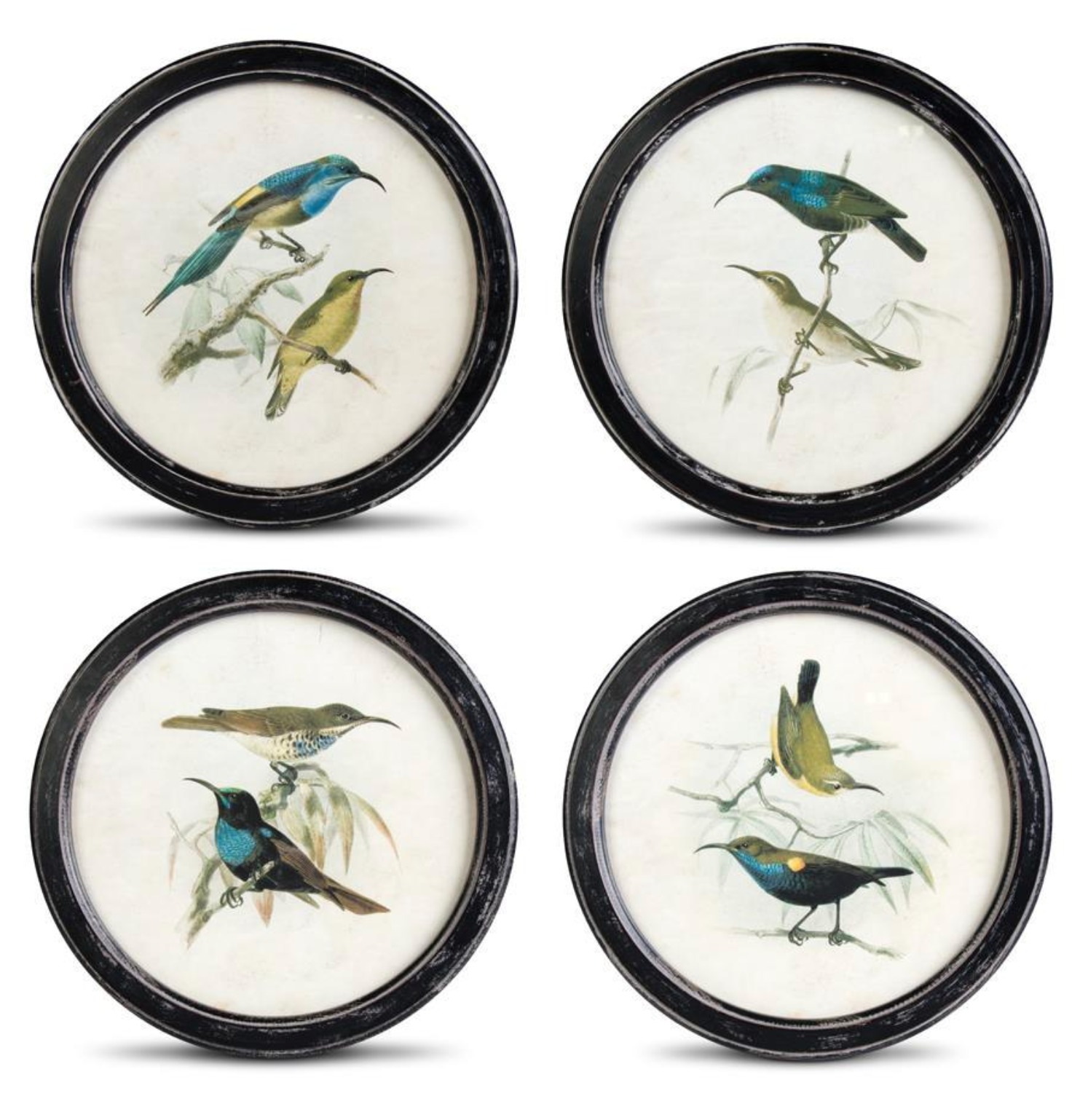 Round Black Distressed Framed Bird Prints (4 Styles)