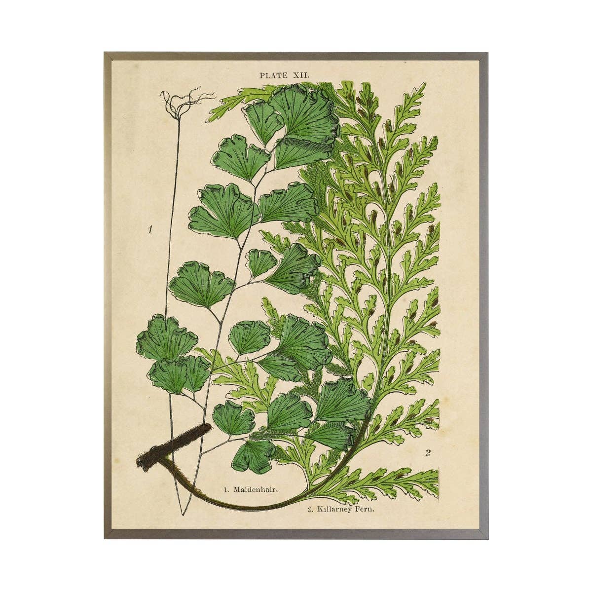 Vintage Fern Collage: Gold Shadowbox 2440-65 Zf / 24" X 18"