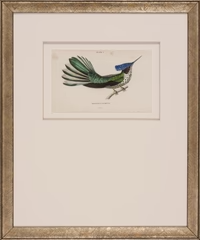 Hummingbird Art II